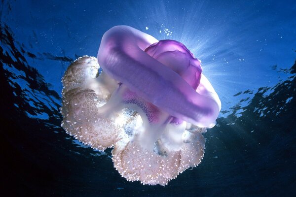 медуза вода подводный мир лучи свет Океан