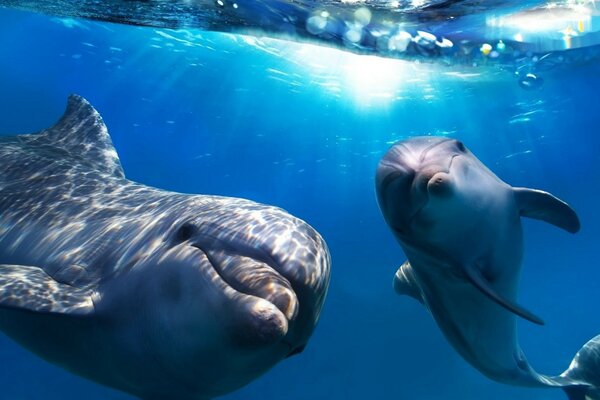 дельфины море вода