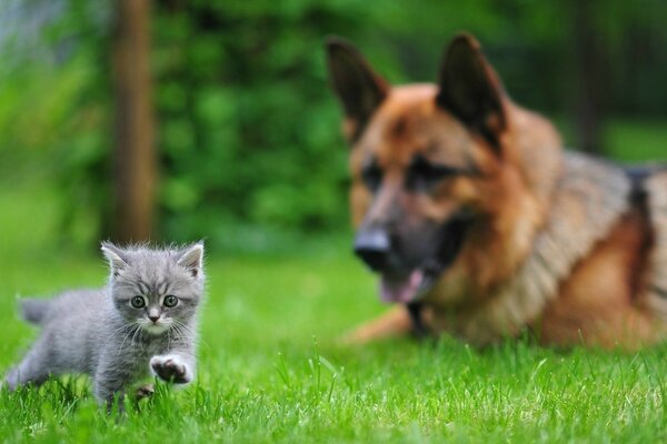Немецкая овчарка и маленький серый котенок