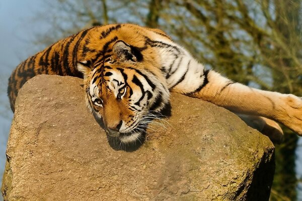 Тигр на камне