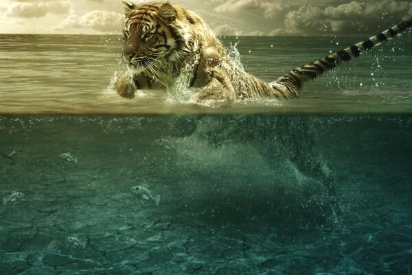 Тигр на рыбалке