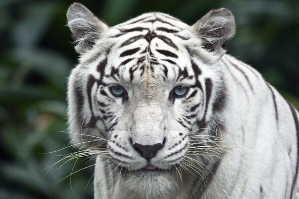 Матерый белый тигр