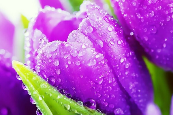 очень красивые фиолетовые тюльпаны
