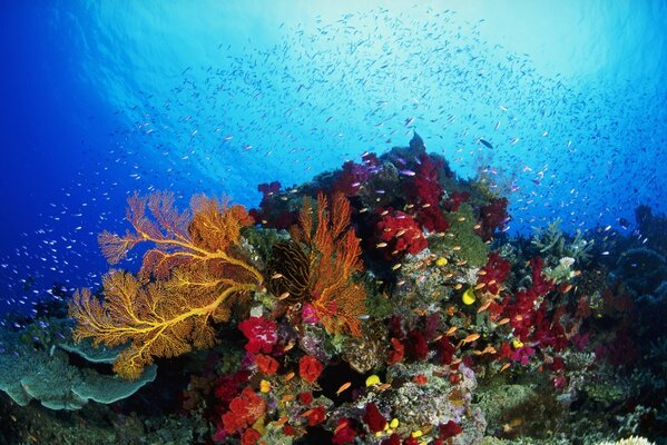 Коралловые рифы, много маленьких рыб
