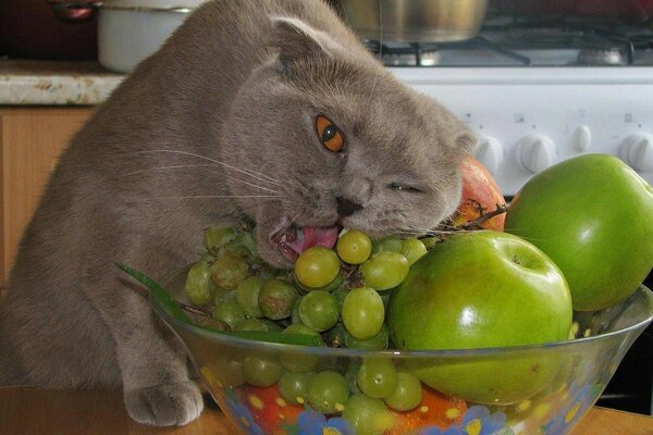 Кот любитель винограда