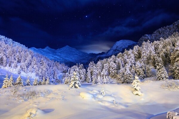 Ночь, зима, елки, горы