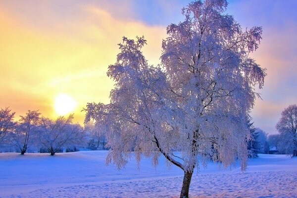 Деревья в снегу, снег, закат