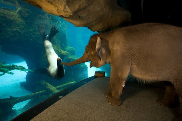 Слоненок тянется к тюленю в аквариуме. Слоненок познает мир.