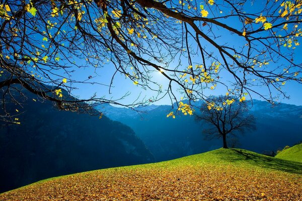 Опавшие с дерева желтые листья засыпали сплошным ковром зеле