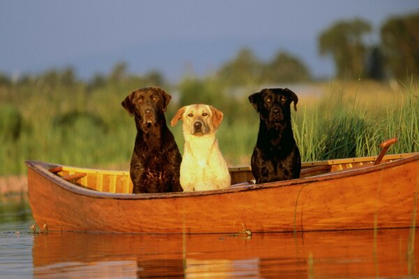 Трое в лодке не считая хозяев.