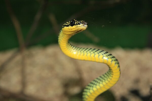 Зеленый и желтый змея
