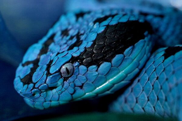 Синий змея