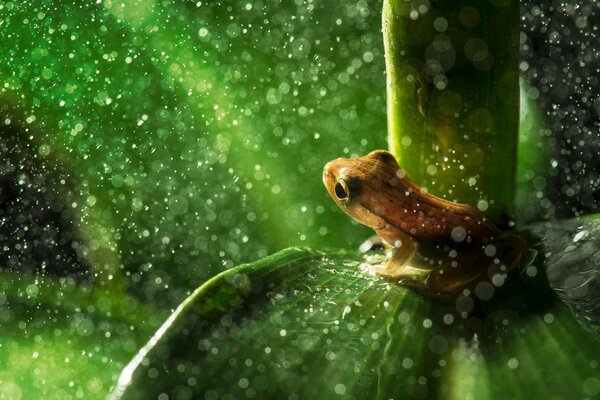 Лесные лягушки дождь