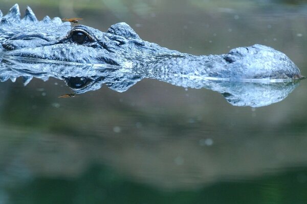 Аллигатор в воде