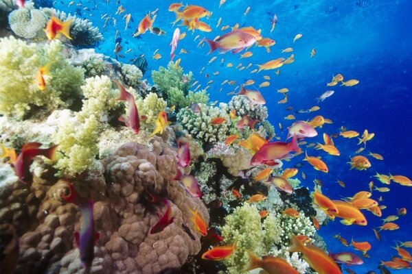 Коралловый риф южной части Красного моря рядом с Сафага Египет