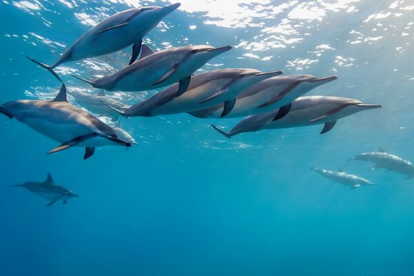 Дельфины подводных
