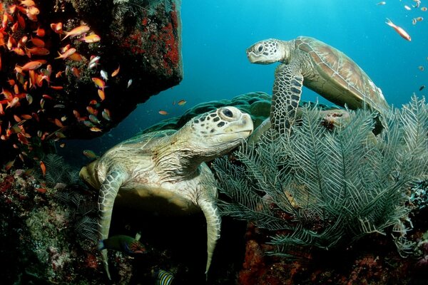 Два зеленых морских черепах