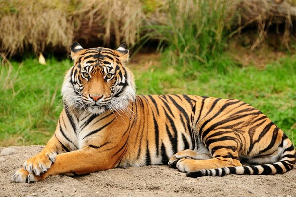 Тигр, сидел величественный