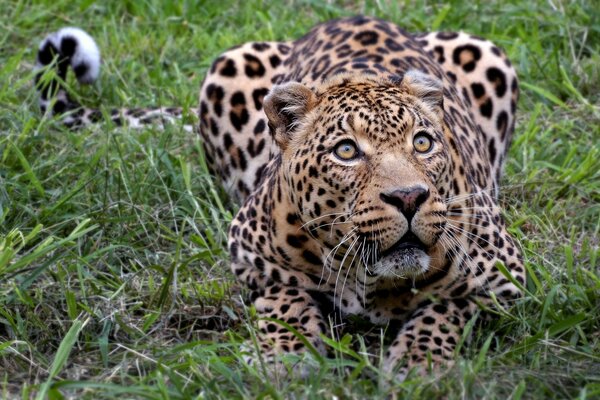 Jaguar животных