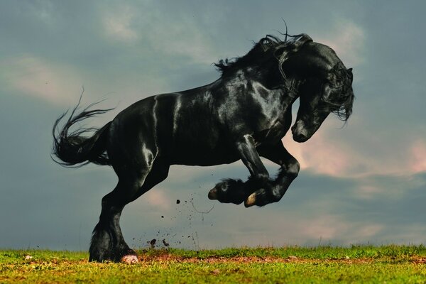 Неукротимая чёрная лошадь