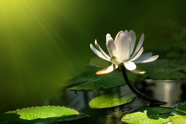 Белый цветок лотоса