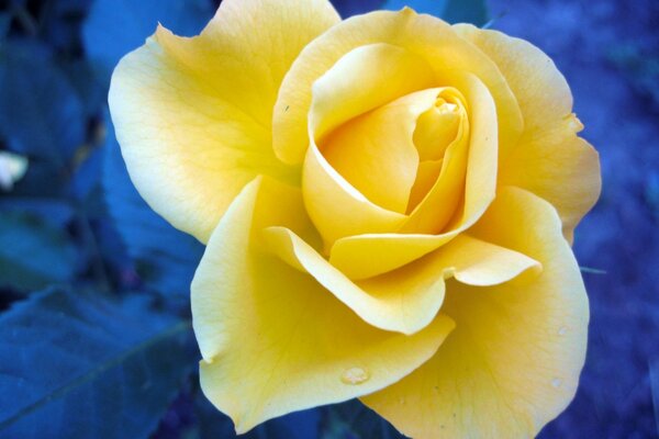 Желтая роза на синем фоне