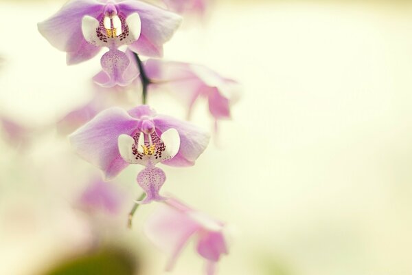 Орхидея для рабочего стола