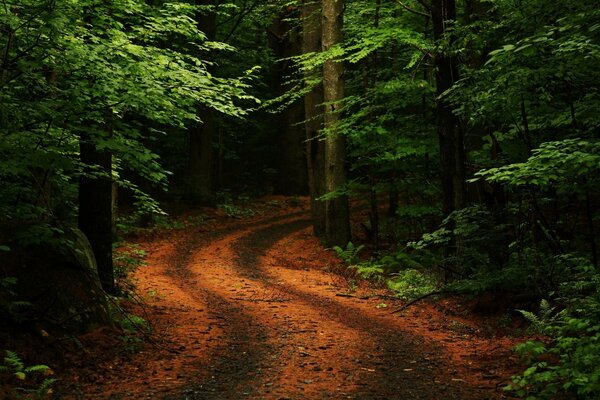 Красивая путь лес