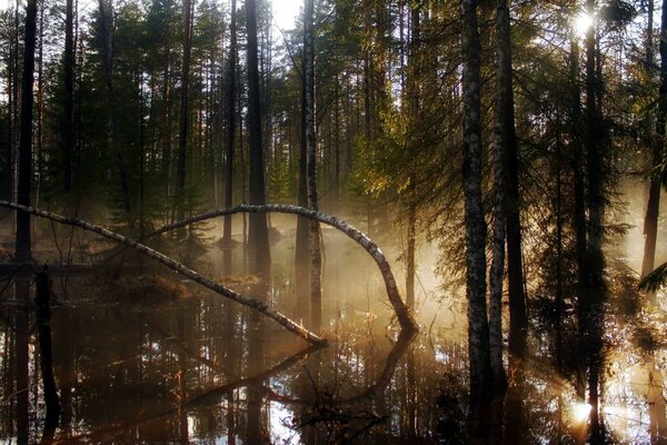 Болото лес утром туман