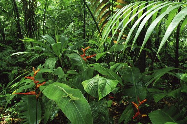 Тропический лес с пальмами и Heliconia и женской зеленой Anole Коста-Рика