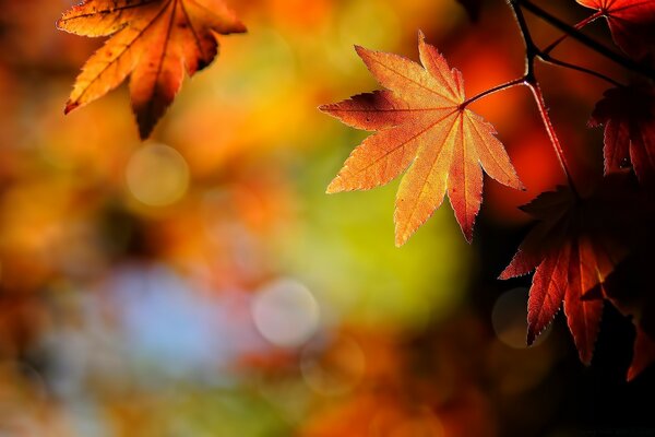 Осенние листья клена