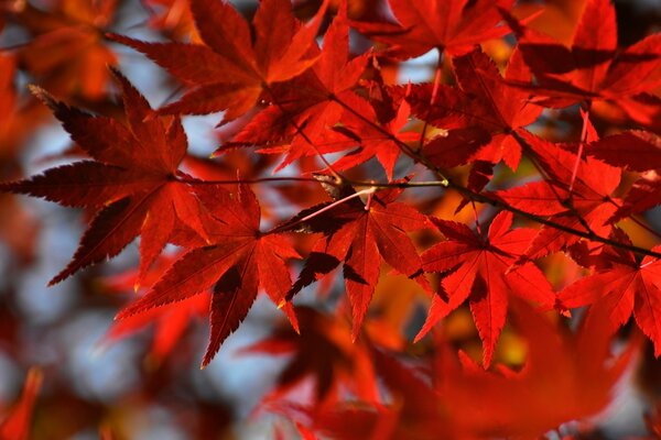Красные японские кленовые листья