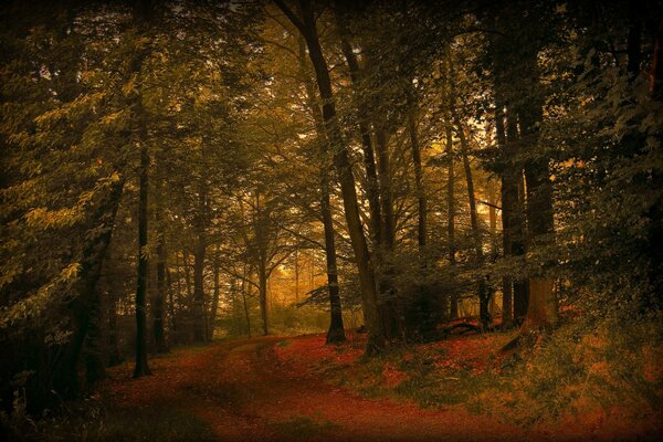 Осенний день в лесу