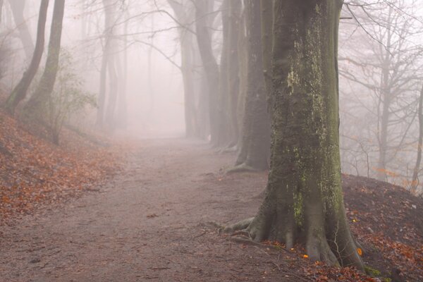 Лес туман, осень
