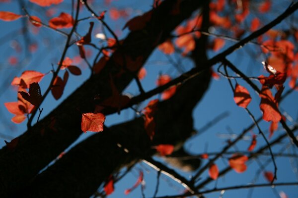 Дерево с красными листьями, осенью