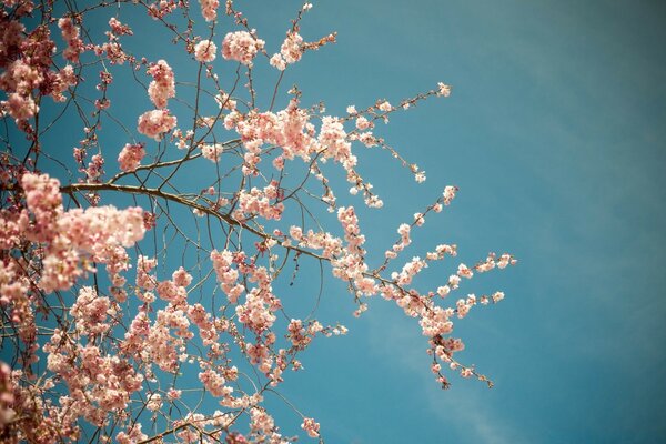 Цветок дерево, весна