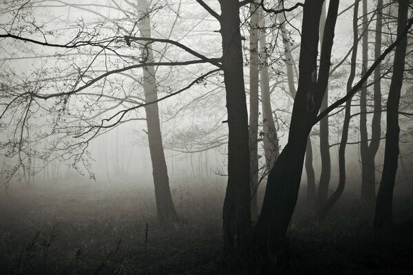 Лес туман, зима