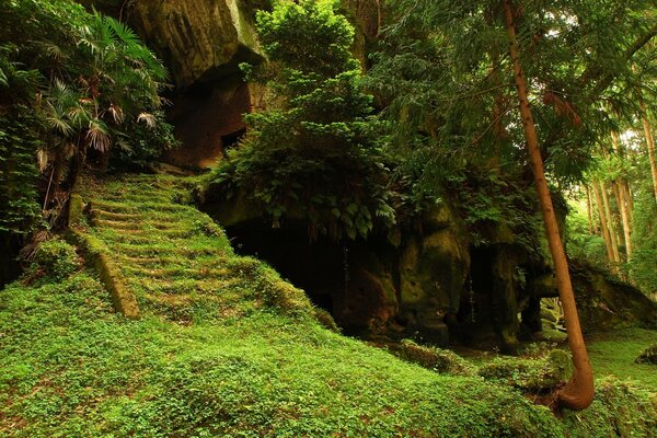 Лес лестница руины
