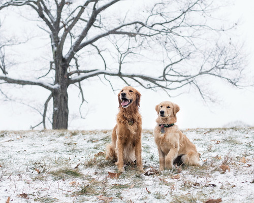 Две охотничьи собаки зимой, обои 1280px × 1024px