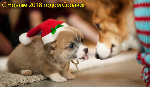 Маленький щенок в Новогодней шапке 1300px×760px