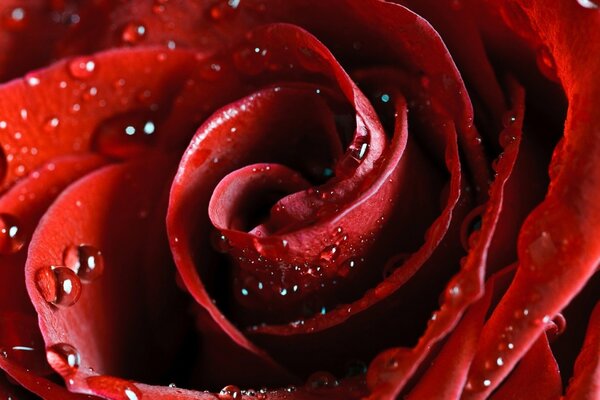 обои вырос красные скарлет цветок красивые обои для рабочего стола природа роза красная алая цветы лепестки красота нежность капли роса