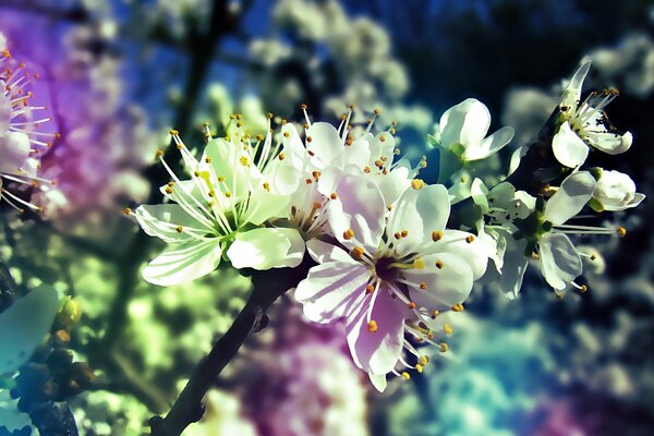 градиент дерево весна