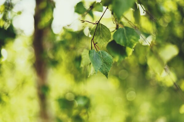 береза веточка листья зелень лето природа фокус размытость боке