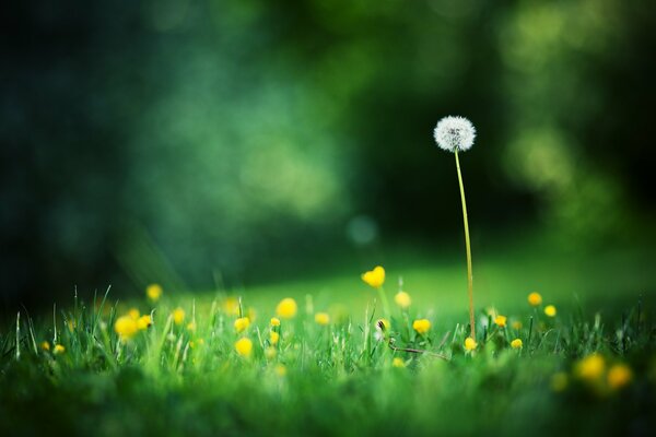макро фото поляна трава цветы одуванчик лето размытость боке фон обои