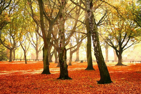 береза листопад парк октябрь осень ковер