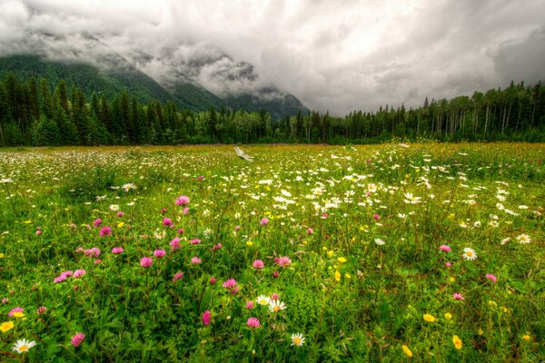 парк канада горы лес пейзаж робсон провинциальный трава облака hdr природа фото