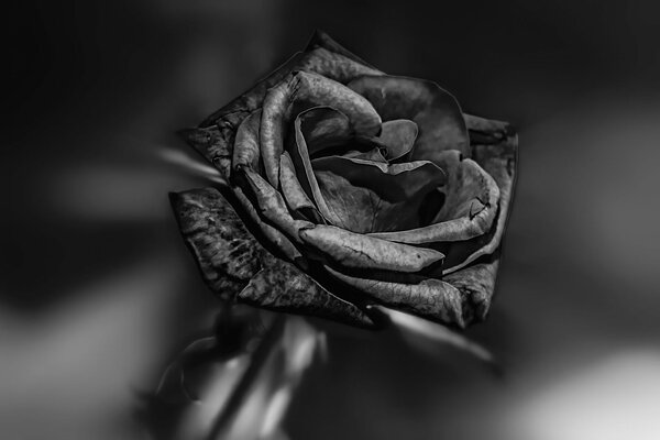 black beauty роза