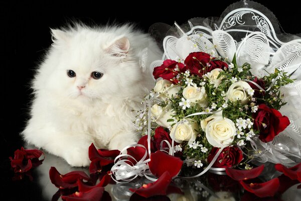 розы букет кот белый пушистый
