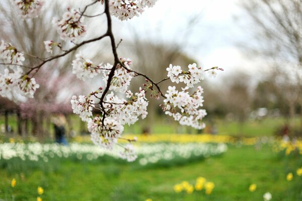 ветка ветви дерево вишня сакура цветение цветы белые лепестки зеленая поляна желтый размытость природа весна