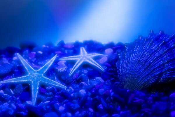 синий вода ракушка морска звезда камни морское дно свечение